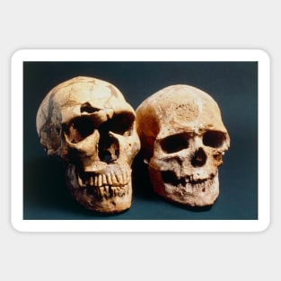 Neanderthal and Cro-Magnon 1 skulls (E438/0005) Sticker